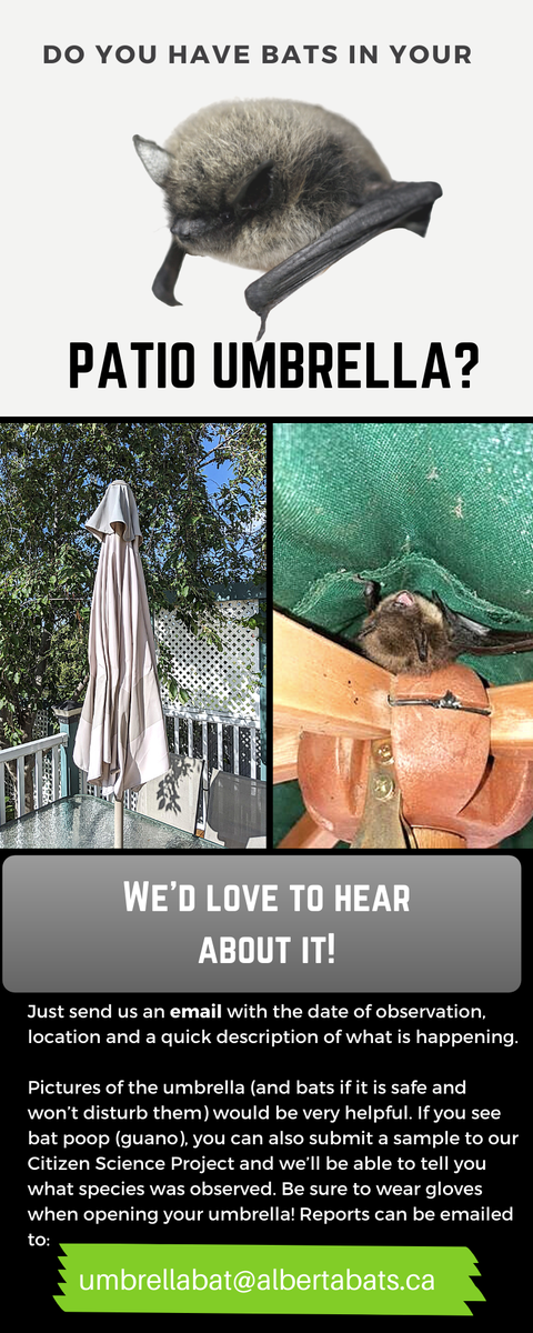 We want to track reports of #AlbertaBats in patio umbrellas! If you have discovered that your patio umbrella is now a 'batio-umbrella', send us a description & guano sample!  See our website for details or email us at umbrellabat@albertabats.ca Join us and be a #CitizenScientist!