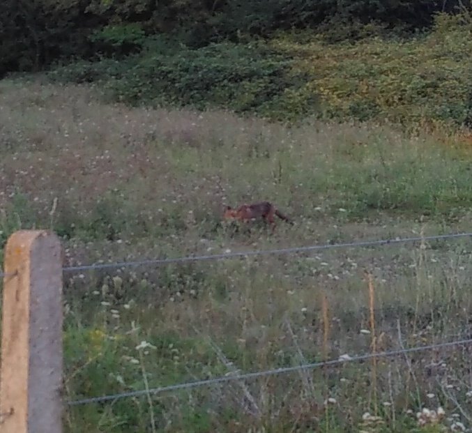 PV_Physicist's tweet image. Today just a short 3k run for my #nerdrun training. Found an apple tree on the wayside and saw a fox!!