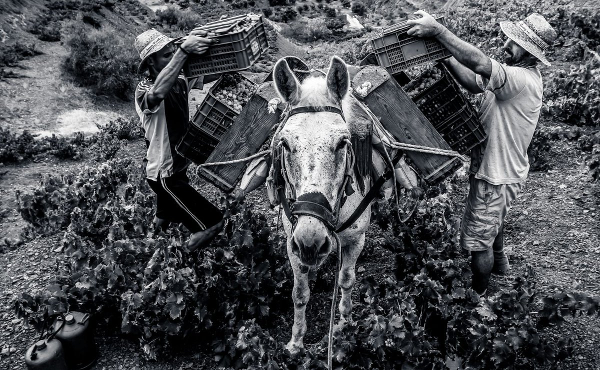 La simbiosis entre naturaleza, viticultor y mulos captada por el objetivo de <a href="/lorenzocarnero1/">Lorenzo Carnero</a> en la Axarquía #vendimia2020 #malaga #sierrasdemalaga