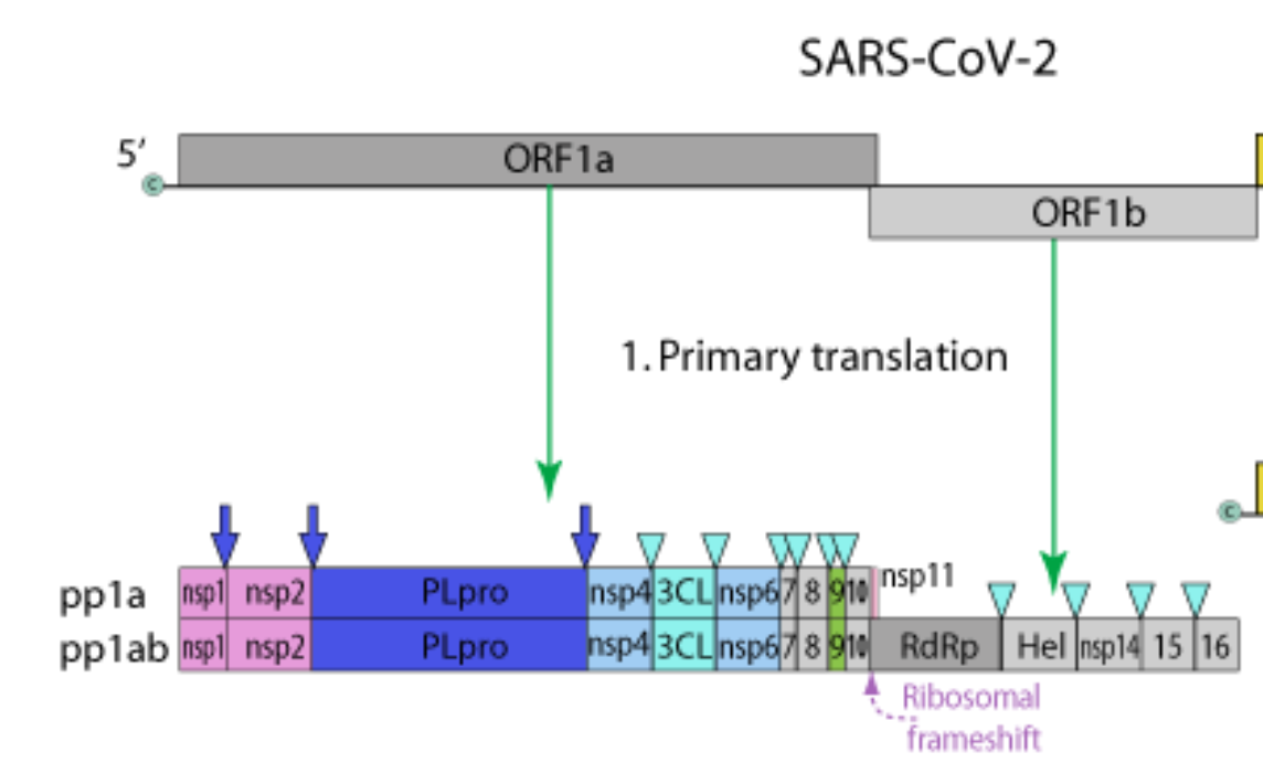 Additionally, the presence of two overlapping polyproteins with identical sequences up until the frameshift, results in 'pseudo-duplicates', in which parts lists show two entries, where there should in fact be one (e.g. for nsp1 below). 4/n