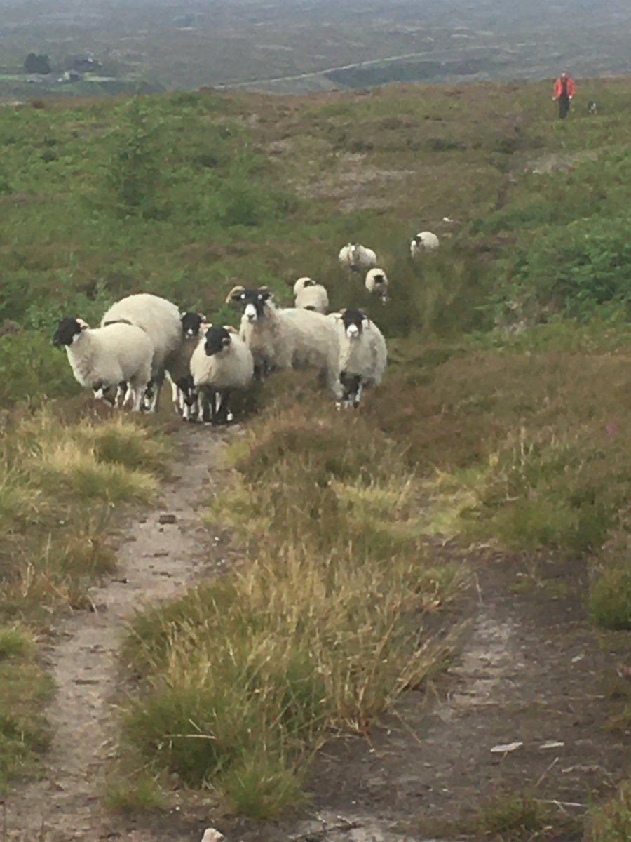 Hives to the heather time. Let’s hope this warm weather can last long enough for the bees to collect plenty of honey this year.