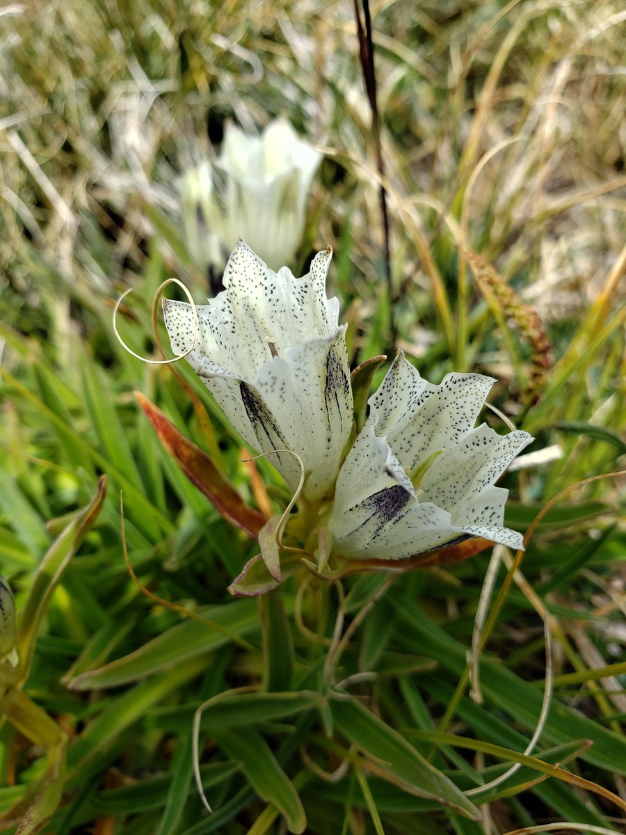 TreeDrought's tweet photo. Choose your favorite gentian
A. Fringe-flowered gentian
B. Parry's gentian
C. Arctic gentian
#alpine #Flowers #lateSummerBloom #jicarita #NewMexicoTRUE #wildflower #planttwitter https://t.co/25BGGNDwBJ