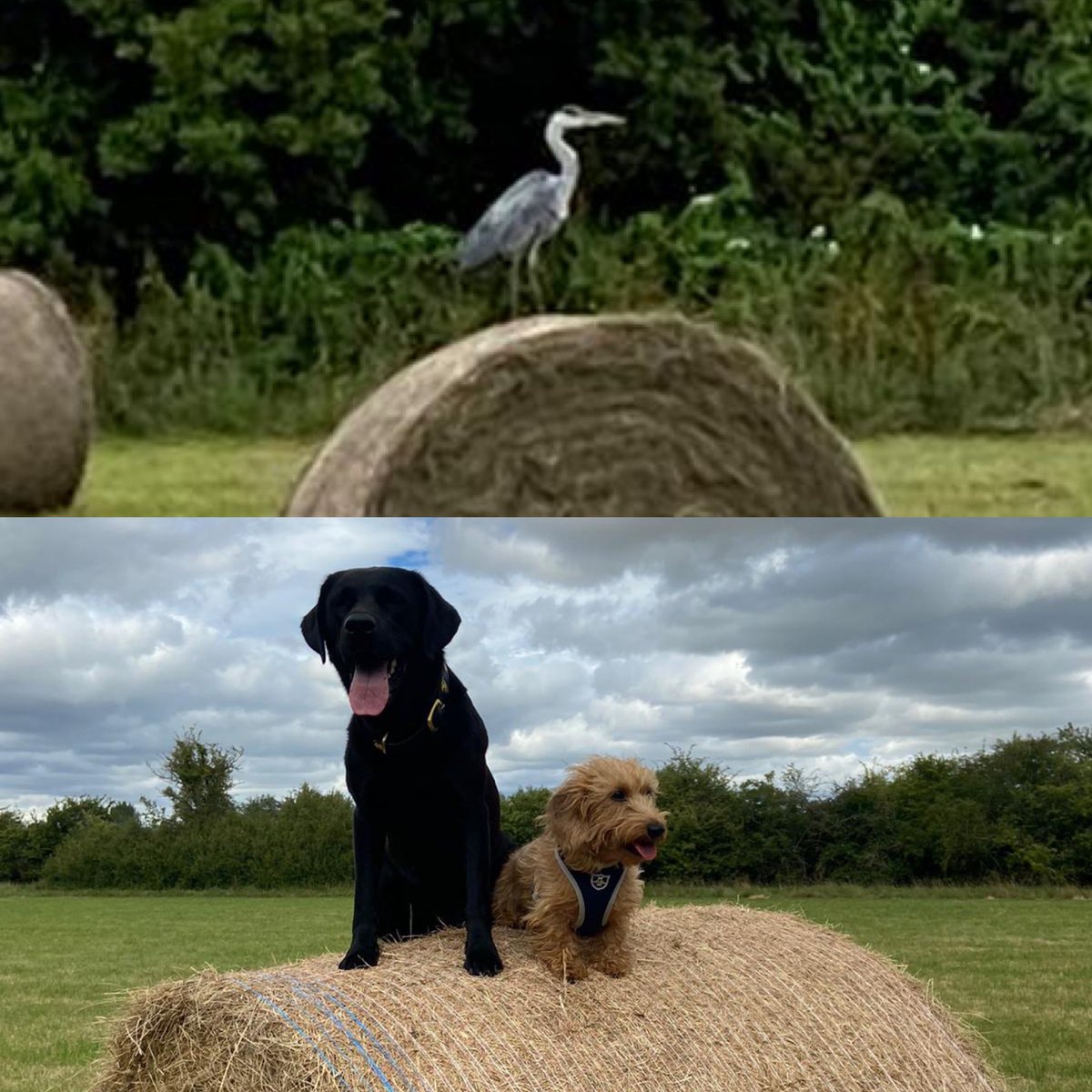 OxTweets's tweet photo. "@SFSOxford" It seems the bales in the school hay field are the place to be - we’ve seen staff dogs Fawley, Wilbur and Kipper along with a heron and a buzzard all enjoying the view from the top! @OxTweets #staffdogs #wildlife #haybales #dogsoftwitter https://t.co/lSaPZQ9AFS
