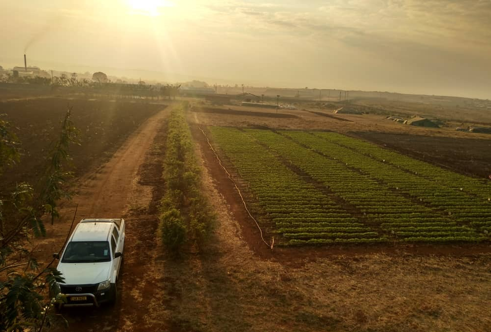 In collaboration with <a href="/JTI_global/">JTI</a>, we are conducting trials to generate location-specific input bundle recommendations for Malawi's farmers. This SMART Farm trial site in Kanengo, Malawi was photographed by <a href="/ipyana7/">Ipyana</a>. <a href="/USAIDMalawi/">USAID Malawi</a>