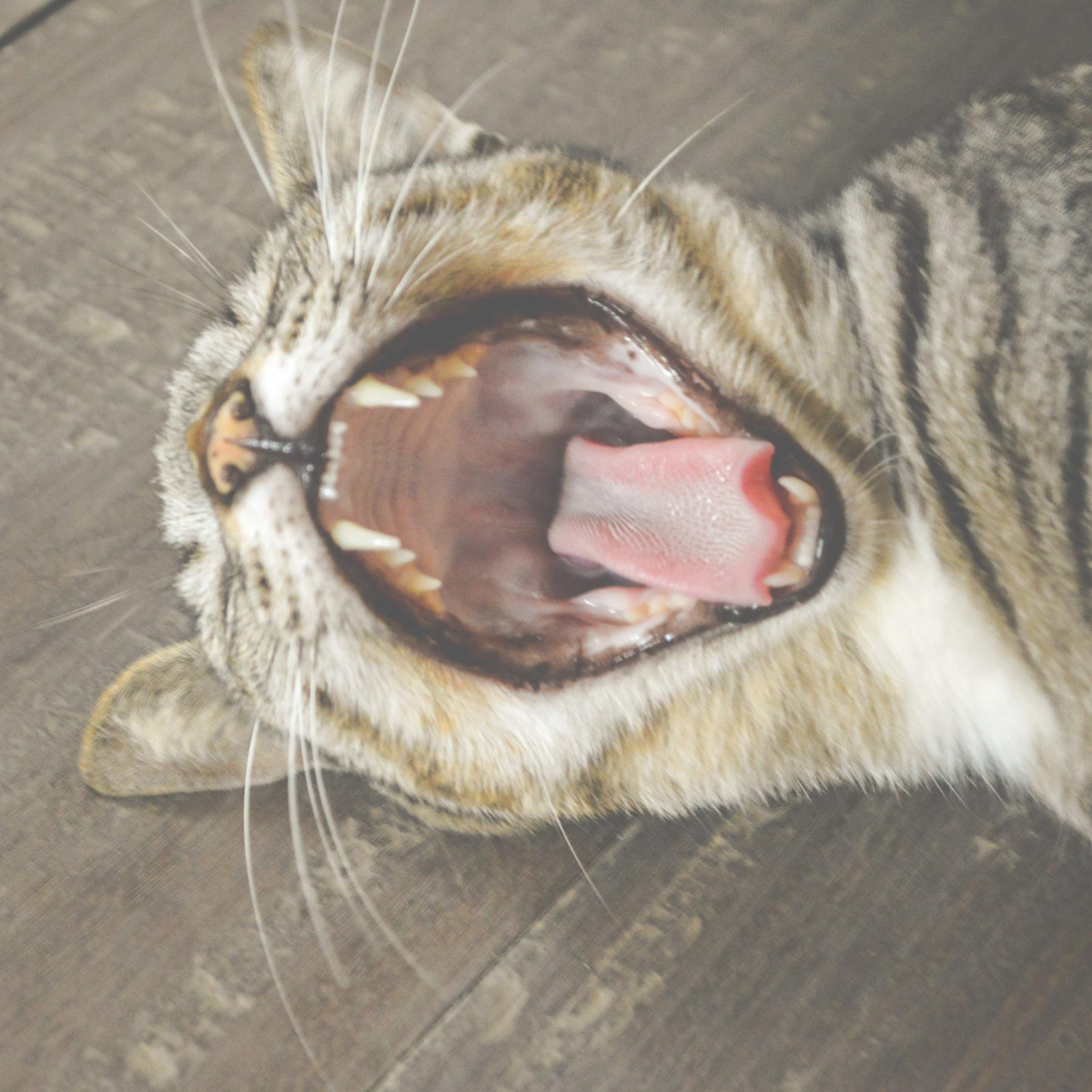 Meowdeling is hard work...🤭 Is it #FelineFriday yet?!

#kittylitter #kittysift #meow #purr #catsofinstagram #catstagram #catlife #catlitter #kittens #kittensofinstagram #bestmeow #catlover #catoftheday