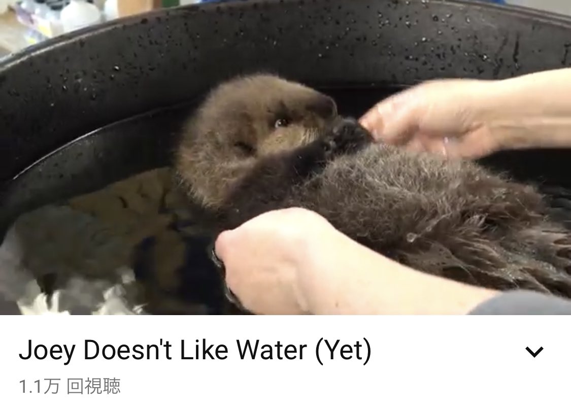 ラッコの赤ちゃんjoeyの生配信スクショ動画まとめ Min T ミント ラッコの赤ちゃんjoeyの生配信スクショ動画まとめ Min T ミント