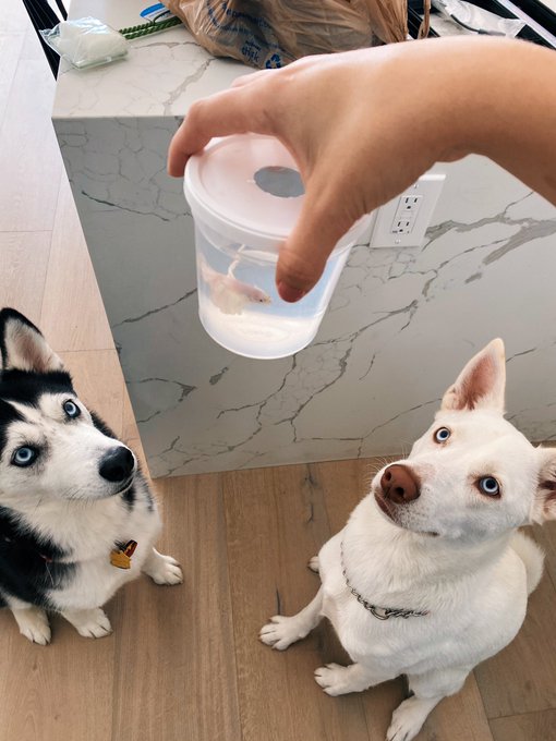 &ldquo;Can we lick new brother to say henlo perhabs?&rdquo; 🤔 https://t.co/o29BHlK0e4<a href="/tag/santamonica"class="tags"><span>#santamonica</span></a>