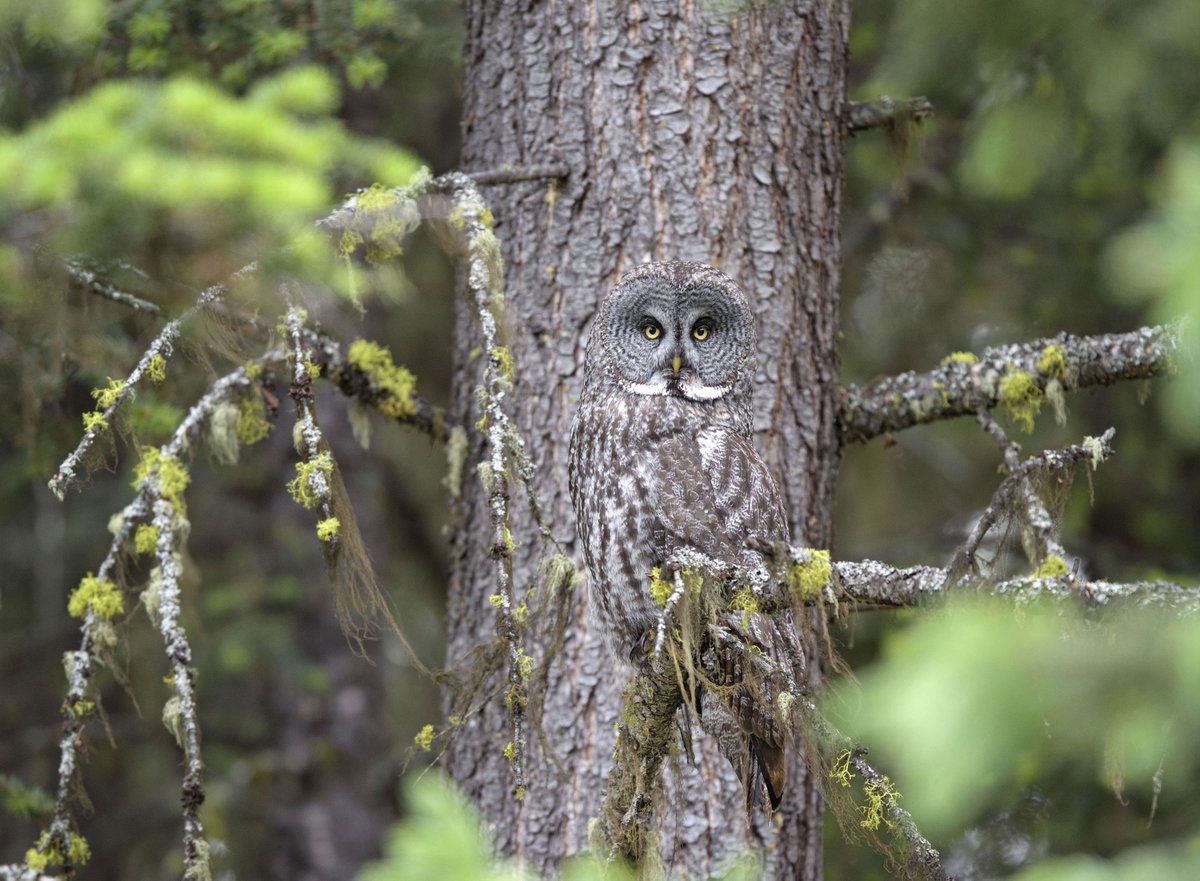 ChinaDaily's tweet photo. #OneMoment Humans aren't the only ones who enjoy peekaboo! Take a look!  🤣🤣 https://t.co/ITeCqguLEV