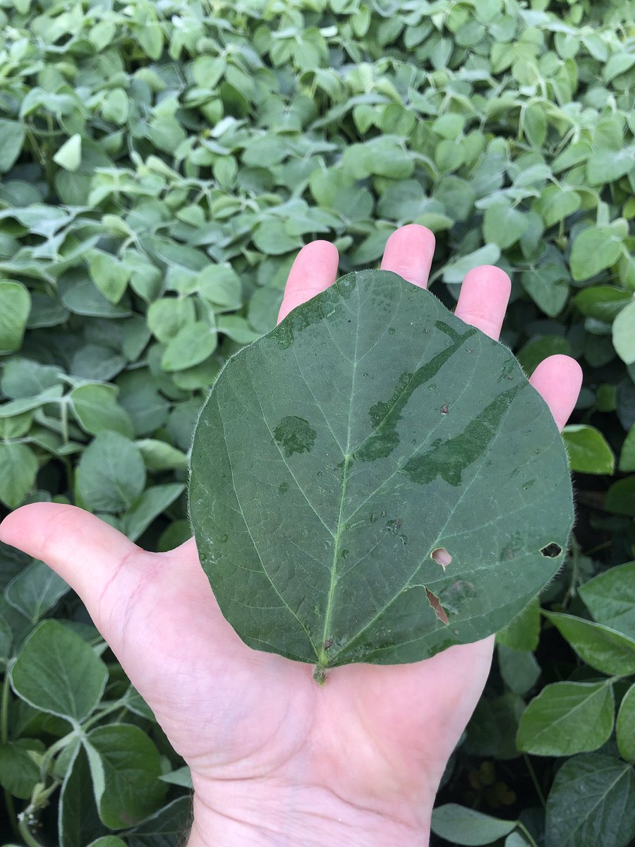 Wayde_Looker's tweet photo. If soybeans are a factory that process sunlight, then this bad boy must be employee of the month! #RootedInGenetics #RootedInService #RootedInAgronomy https://t.co/uQM1AgJNPc