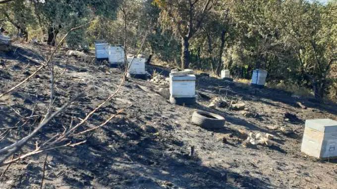 #Ardèche L'appel à la solidarité d'un apiculteur amateur qui a perdu son cheptel dans l'incendie à Toulaud

francebleu.fr/infos/societe/…