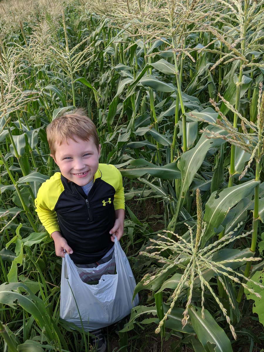 A little sweet corn from Waylon's patch