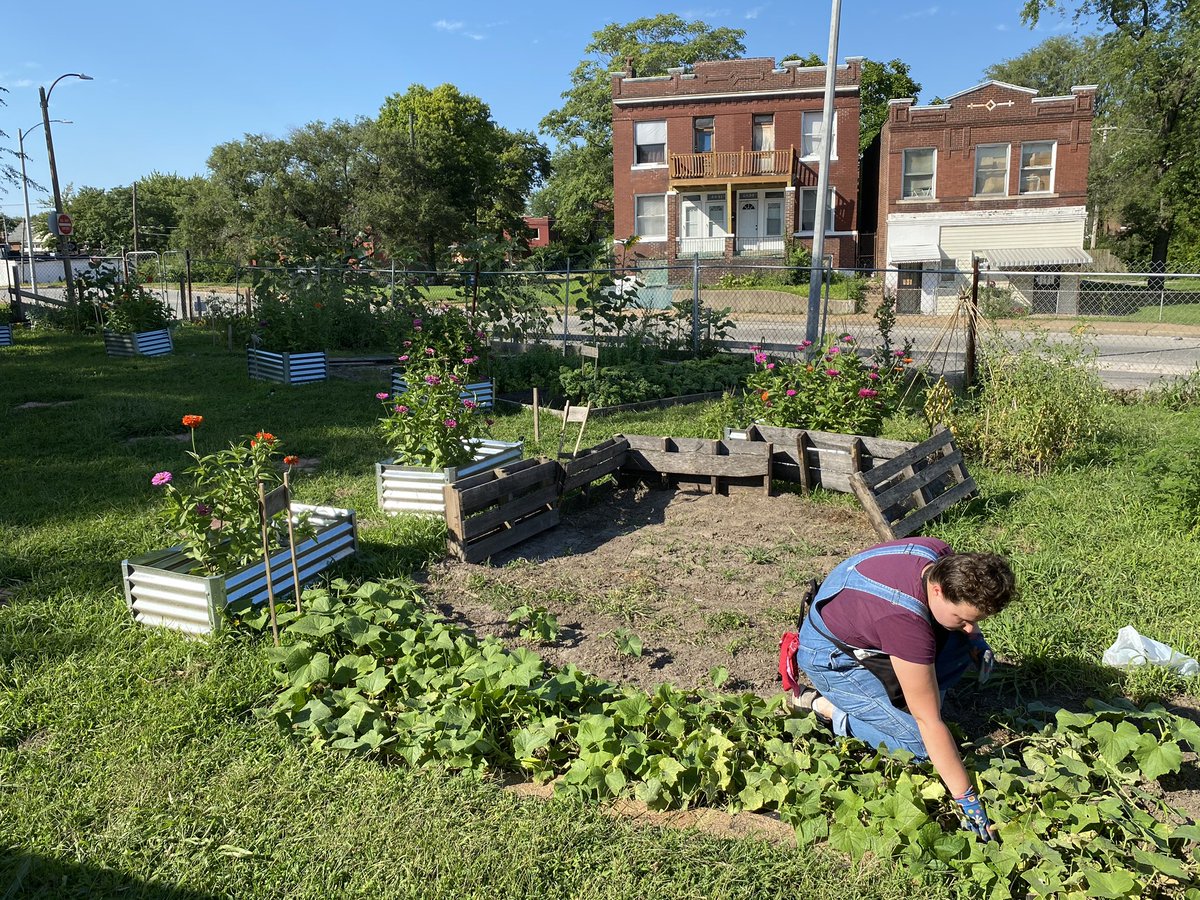 fitfoodconnect's tweet photo. Gabi and a team of volunteers exercise their green thumbs every week at our community garden, Project Sunflower! The fruits and veggies we grow here will be among the fresh produce and healthy groceries distributed to local families through our food assistance program. #stl 🥦🍅 https://t.co/yUQRih05Od