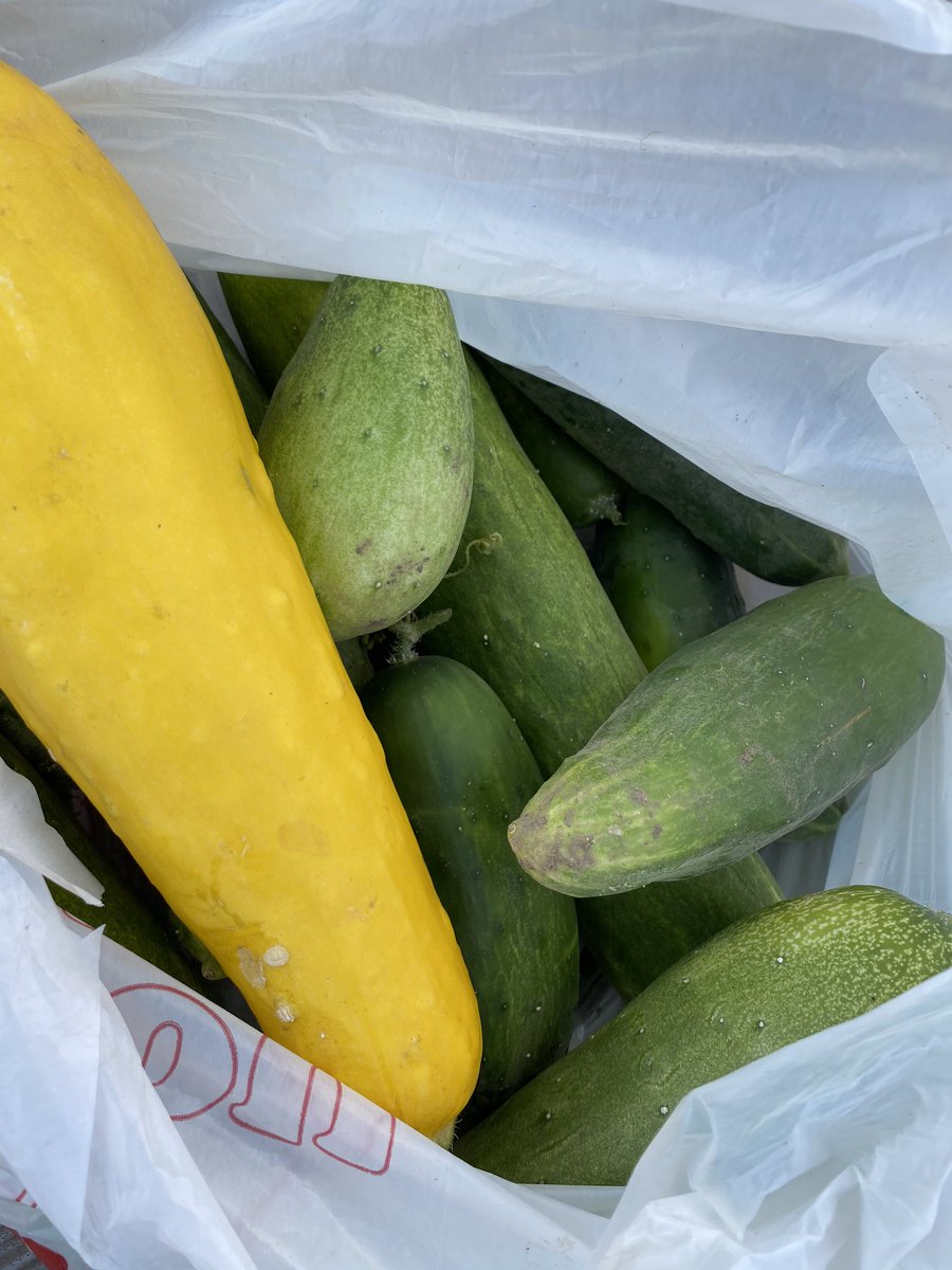 fitfoodconnect's tweet photo. Gabi and a team of volunteers exercise their green thumbs every week at our community garden, Project Sunflower! The fruits and veggies we grow here will be among the fresh produce and healthy groceries distributed to local families through our food assistance program. #stl 🥦🍅 https://t.co/yUQRih05Od