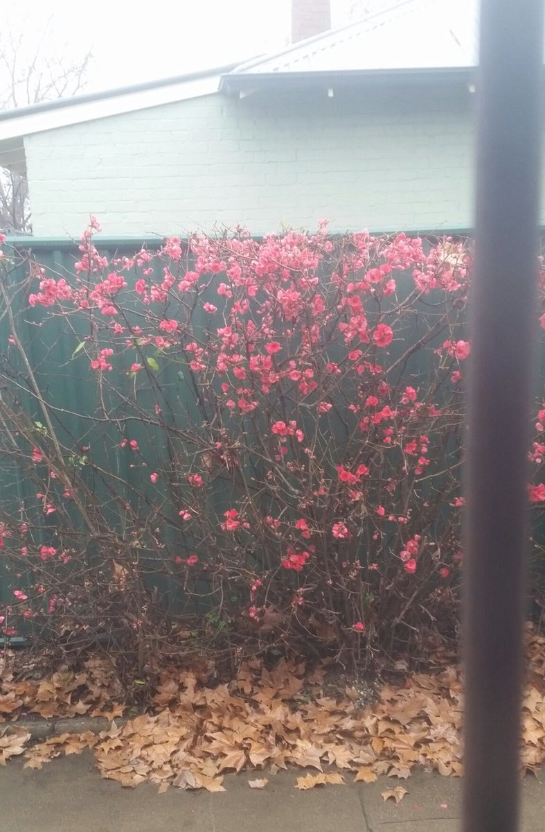 LifelineAW's tweet photo. Well it's a chilly drizzly morning in #Albury today. At least there's a reminder that good things can come out of bleakness from the telephone room's window!

#suicidePrevention 
#MentalHealthMatters https://t.co/KUzogL7czD