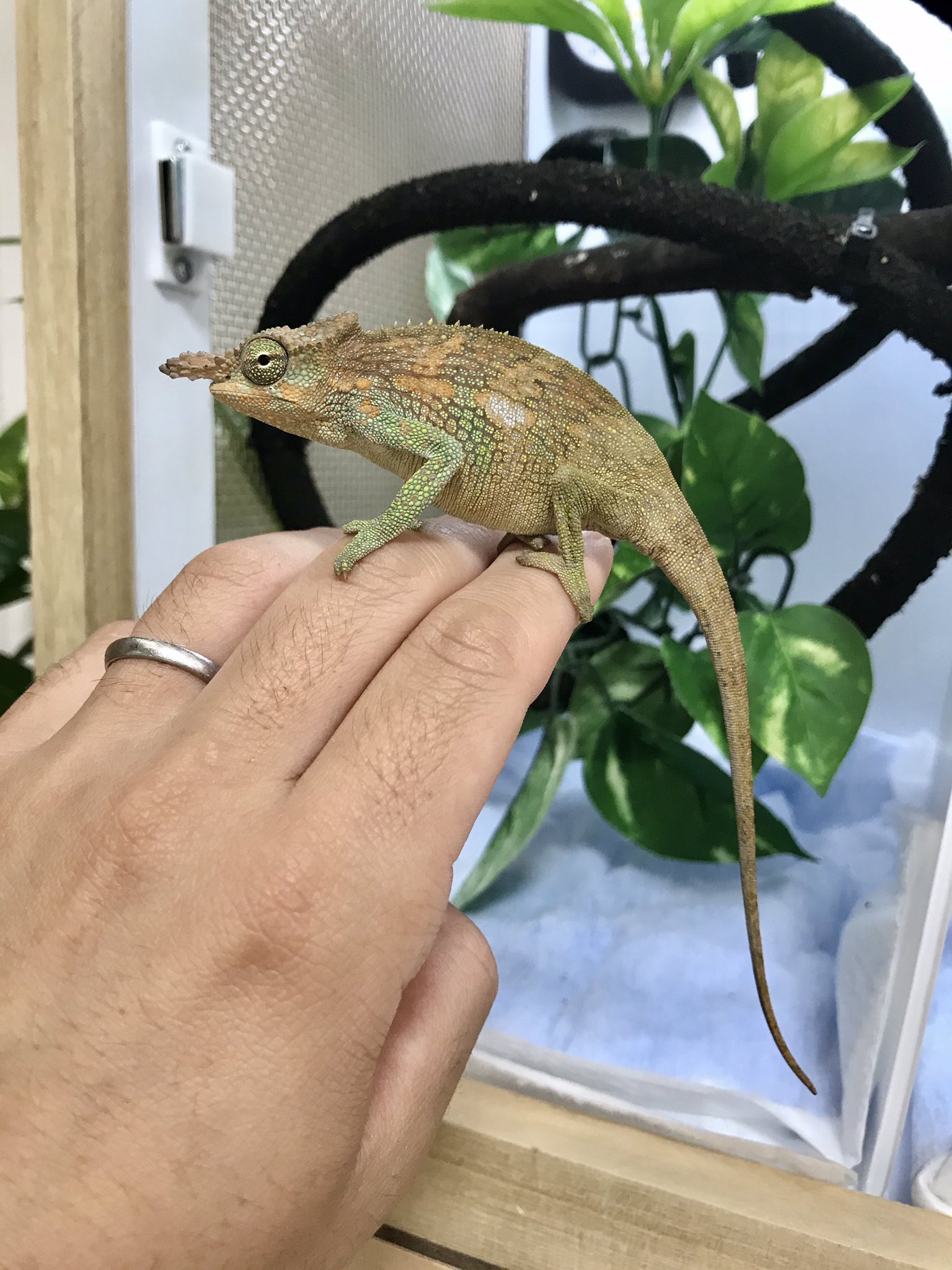 FandK 爬虫類木製ケージ on X: 