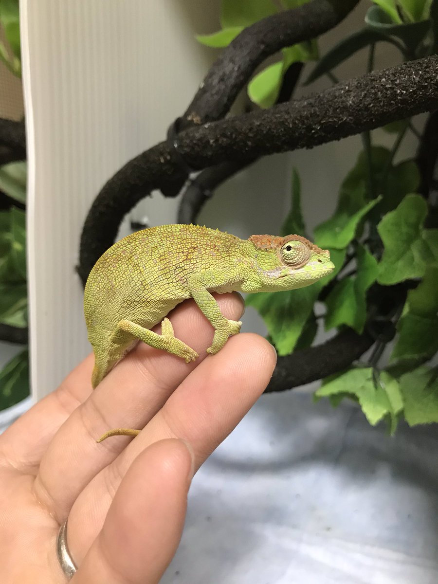 FandK 爬虫類木製ケージ on X