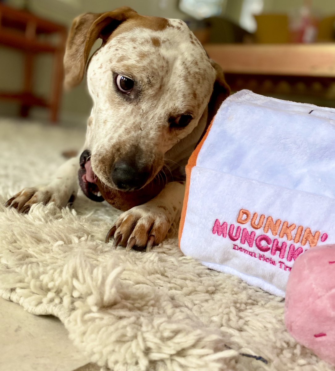 DykemanEmily's tweet photo. @dunkindonuts @barkbox new fav toy! https://t.co/azIvWTA9wn