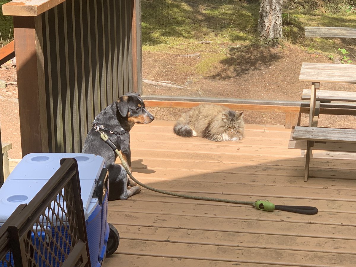 bnewb's tweet photo. When you have to share the only sunny spot on the deck... https://t.co/VuS5SCbIzd