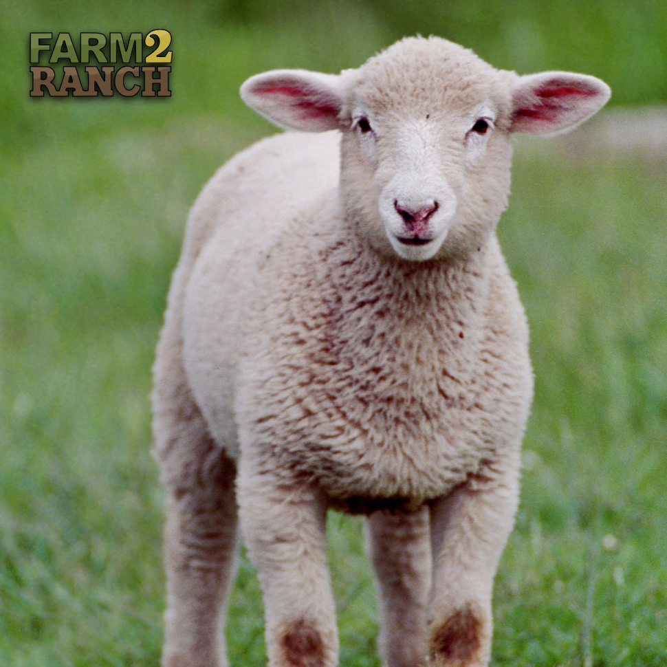 farm2_ranch's tweet photo. It's never a baaaaad time to go to https://t.co/dXL3Jz0pkG!

#farm2ranch #usedag #agriculture #letsgrowtogether https://t.co/pISaeE52Zp