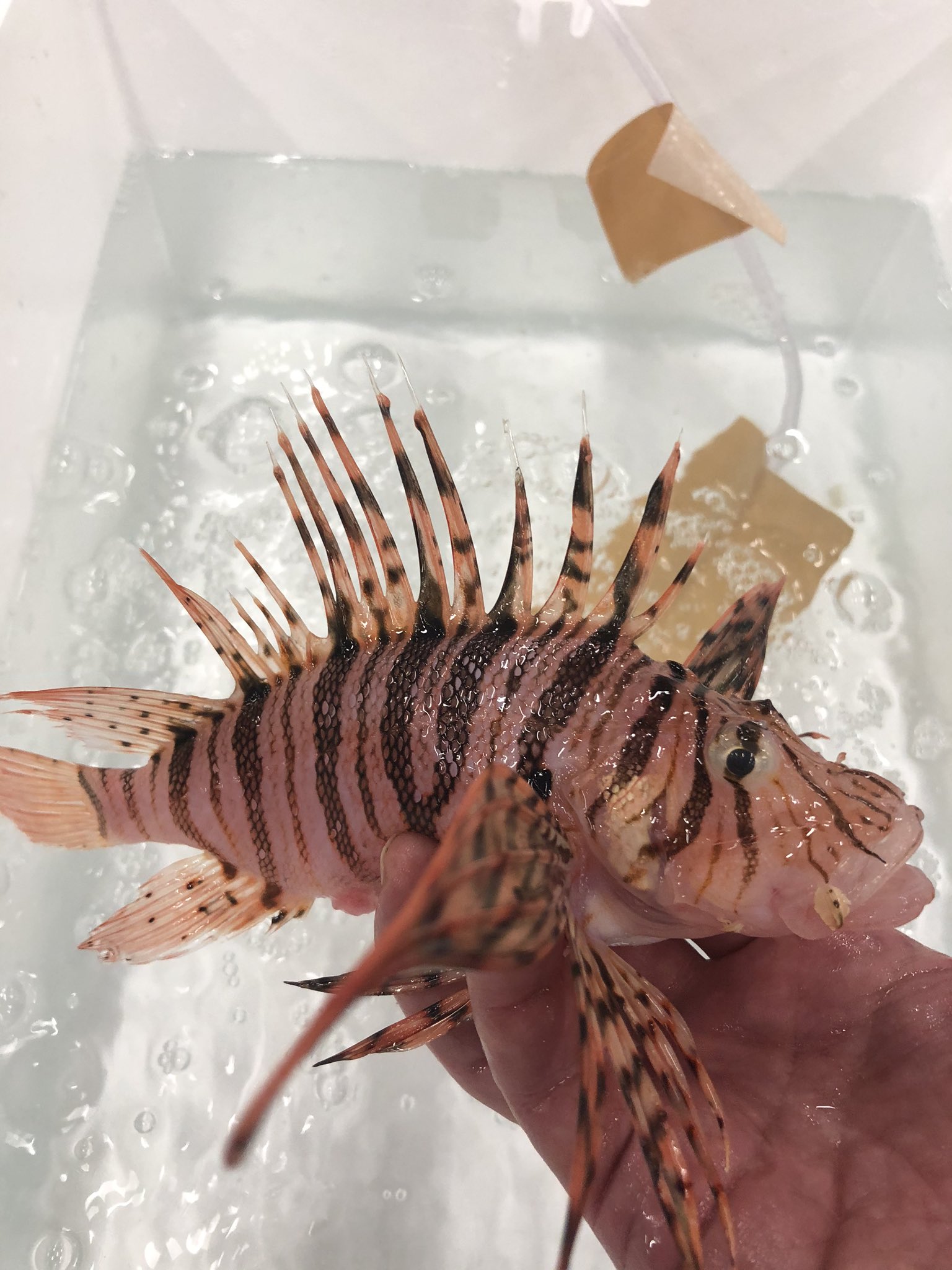 京都中央卸売市場 魚肴屋だいしめ ミノカサゴ を釣り上げた ヒレに毒があるから 触るとキケン あつ森では500ベル やけど 京都中央卸売市場のセリでは3000越えw T Co Ldtxwlas2l Twitter