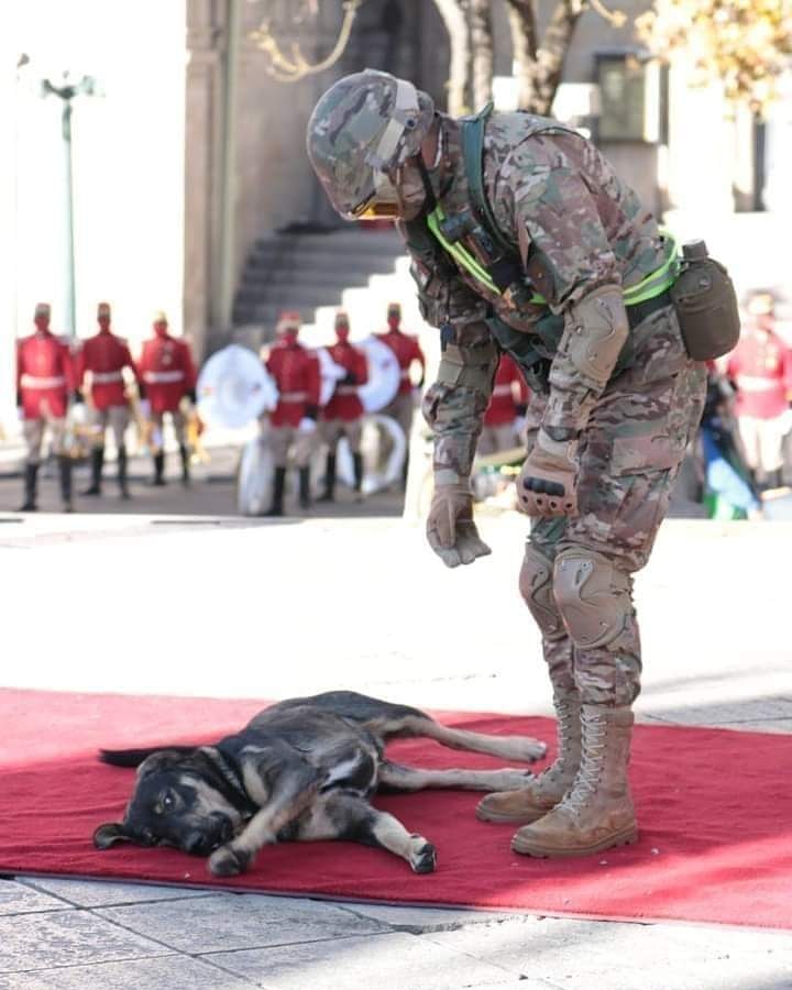 SolidariaTvBO's tweet photo. COMODIDAD 😄
La imagen de un perrito acostado en la alfombra roja colocada en Plaza Murillo,  genera diversas emociones en las redes. 
#PhotoOfTheDay https://t.co/oKCaKNpVyZ