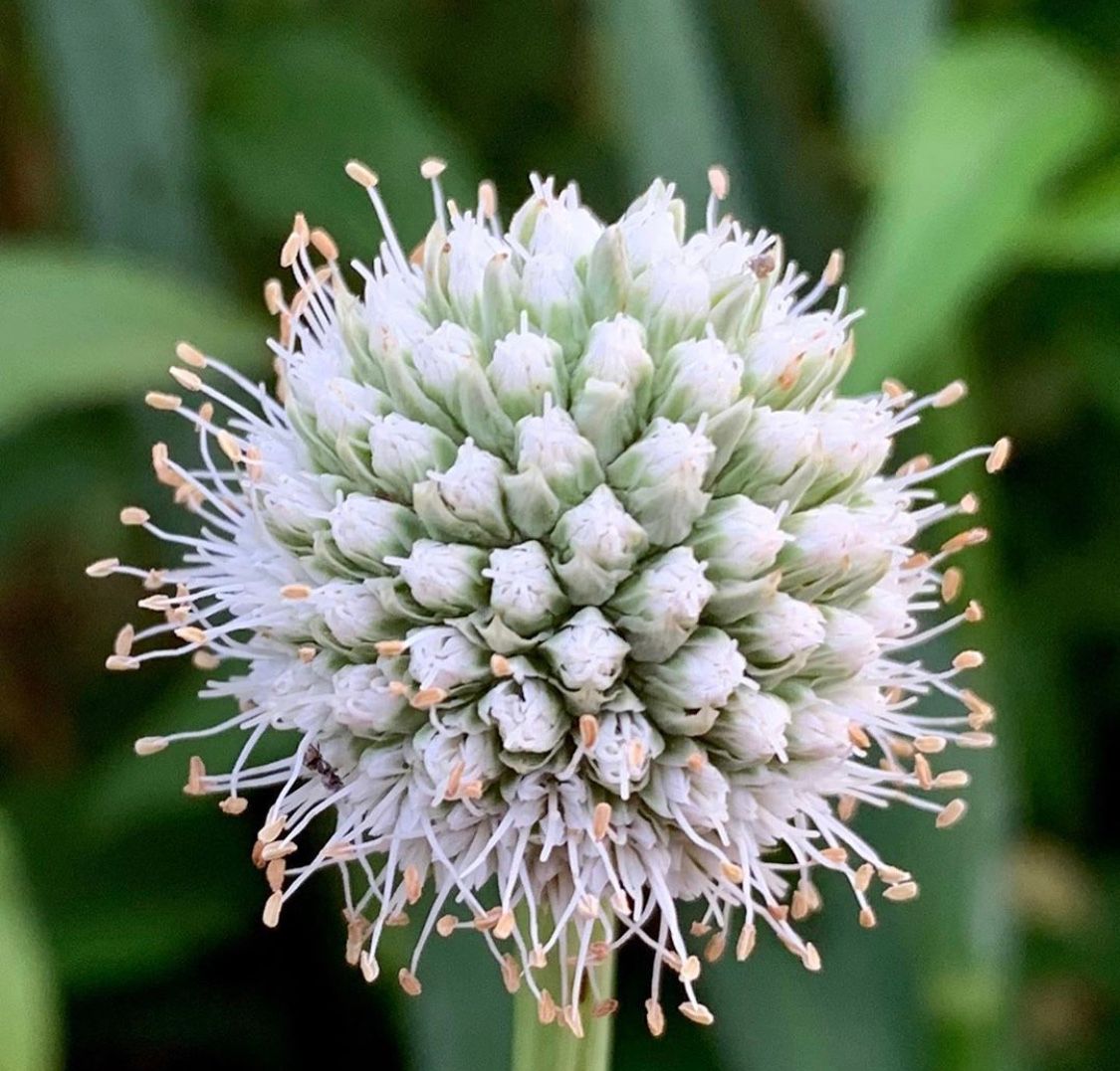 MorganLandscape's tweet photo. Nature is amazing! #summer #august #flowers #gardening #homeandgarden #flowerbeds #landscaping #Horticulture #maintenance #charlottenc #keepingcharlottegreen #themorganlandscapegroup photo credit @wileyb2141 https://t.co/KFBF2AoNsc