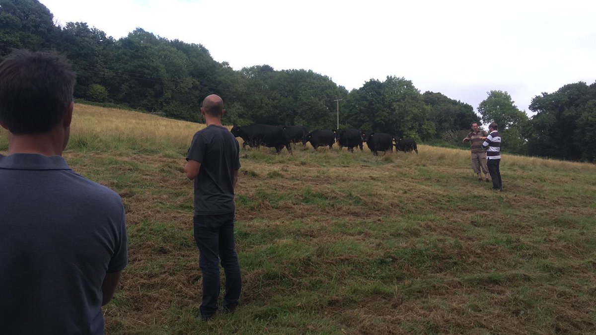 diggerdansmith's tweet image. What better way to support #farm24 than by having a regenerative Ag group farm walk and a stare at some cows?! @FarmersGuardian @Morrisons

#lowline #wyevalelowline #regenerativeagriculture #farmwalk #cows #knowledge