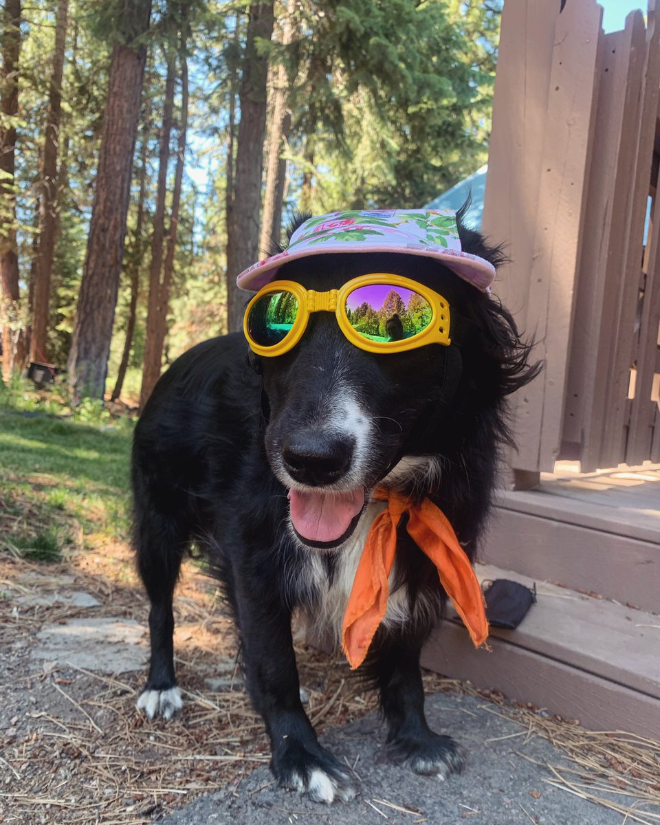 kathleenelee's tweet photo. It finally happened @rnayshe. Her bike trailer arrives tomorrow, more pics to follow #dogsingoggles https://t.co/TAYggwUr8A