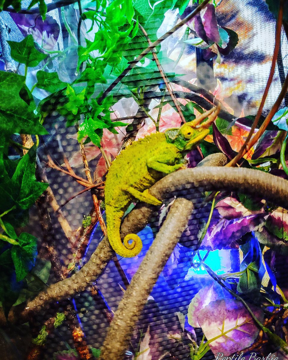 ReptileBarbie's tweet photo. https://t.co/xcI3SZ2VTA