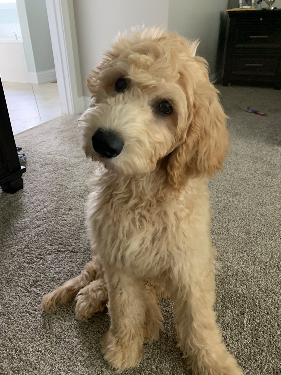 My sweet baby boy 💙🐾🐻