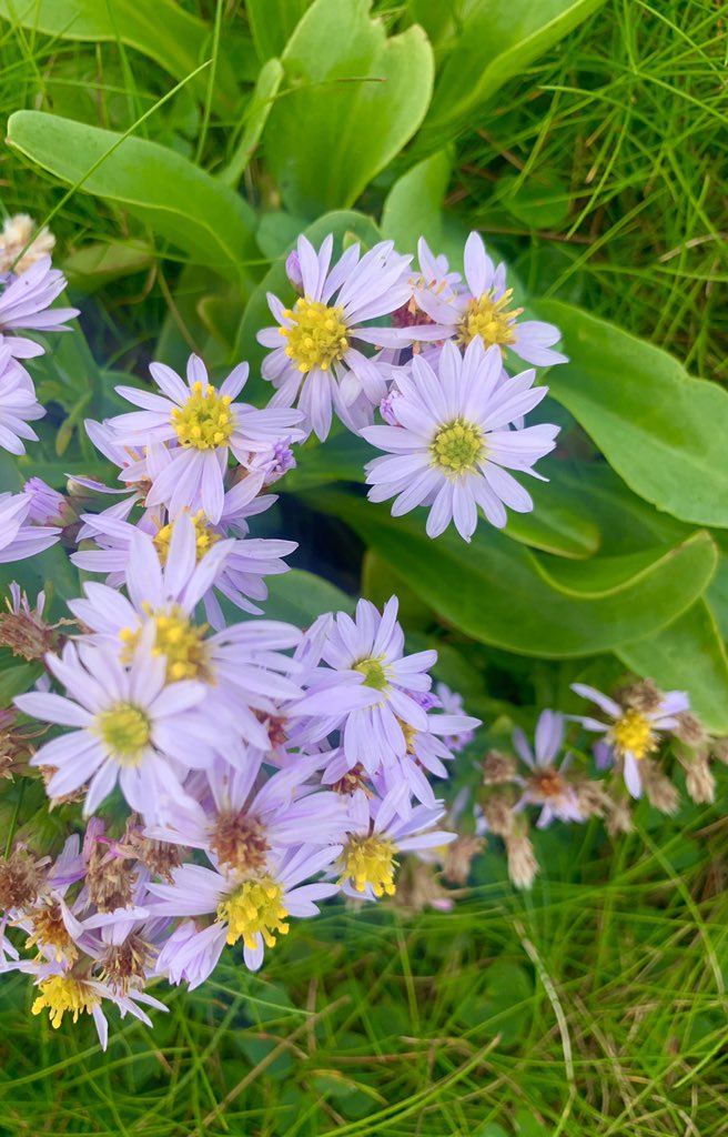 frances_black's tweet photo. Amazing day today walking in the beautiful Co Clare, what a stunning County.. can anyone tell me what the name of these flowers are, they are like purple daisies 🌻.. #solovely #loopheadpeninsula https://t.co/d6t9ZIovop