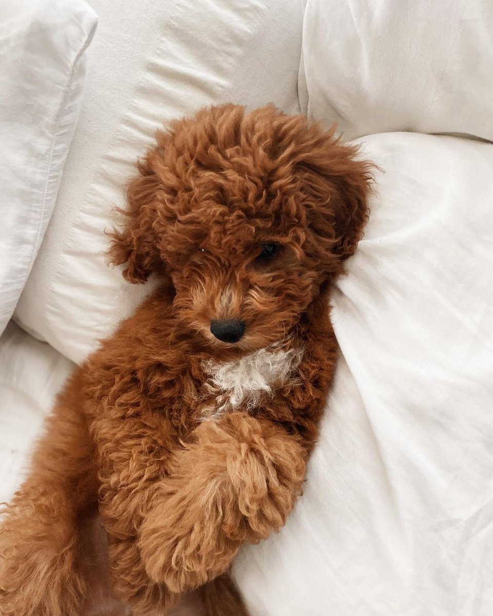 LazyBonezz's tweet photo. The snuggle is real ☁️ https://t.co/xjwMhFU43y