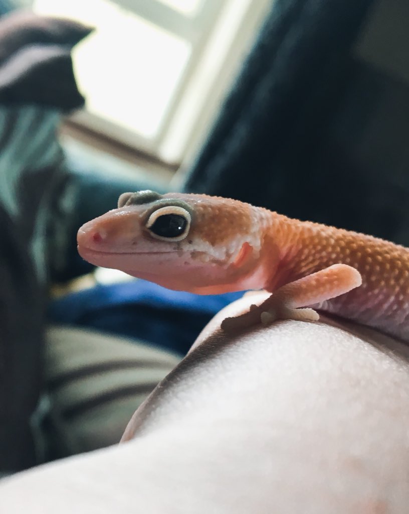 CraftyPinata's tweet image. The power went down in my area so Remi had no heat in his tank. Had to keep him curled up in my blanket until it came back on. 🦎 Don’t worry though he’s all good now! Mostly napped until it came back like a good dog. 💕