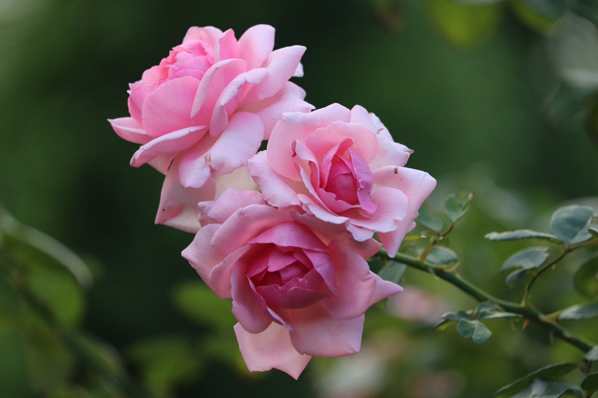 マリー 少しお休み この季節にも薔薇が 咲いていました 天女が舞い降りた 羽衣 新宿御苑 薔薇 バラ 羽衣 マリー 少しお休み この季節にも薔薇が 咲いていました 天女が舞い降りた 羽衣 新宿御苑 薔薇 バラ 羽衣