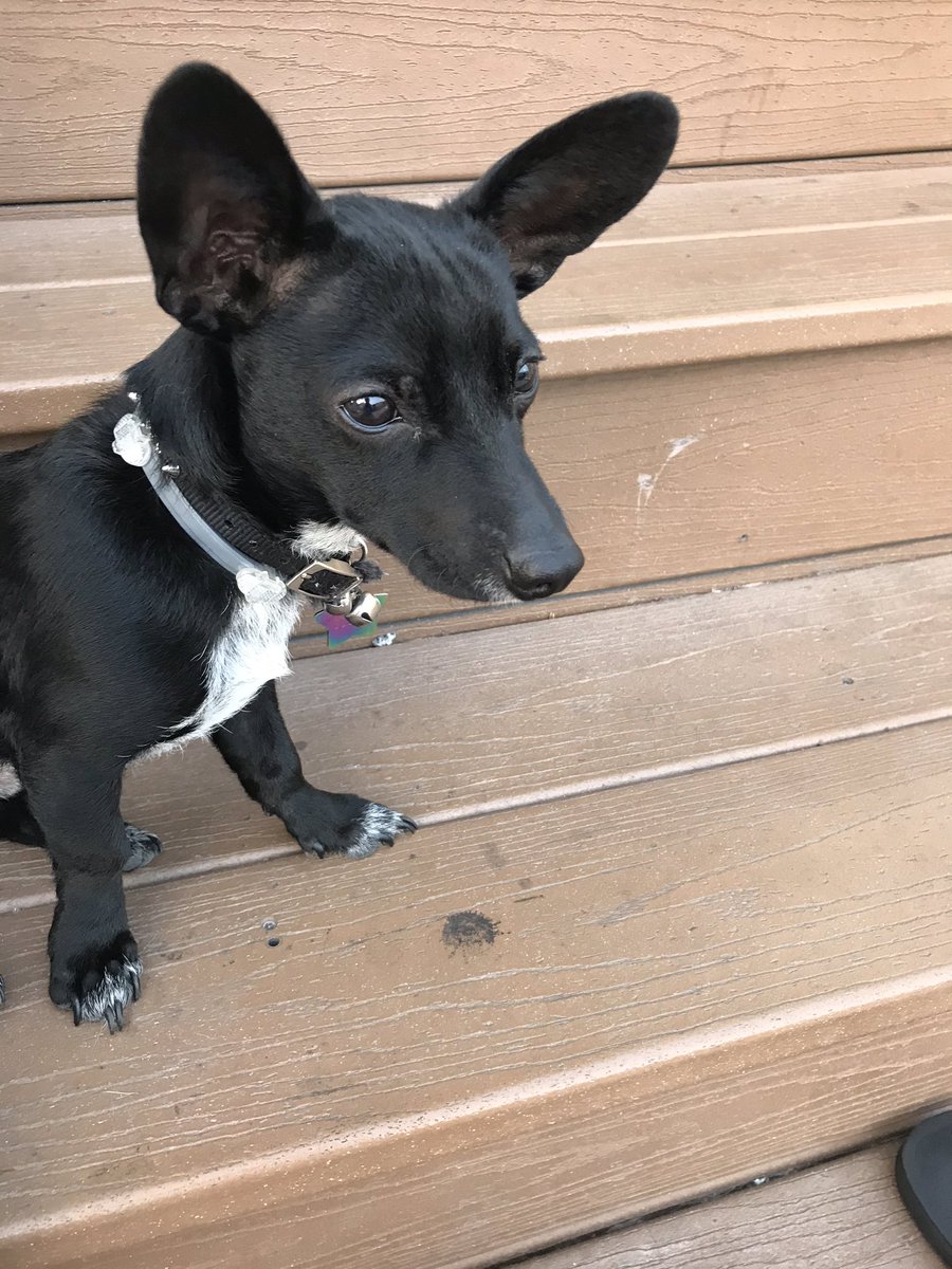 RTXRII's tweet image. Stair doggo