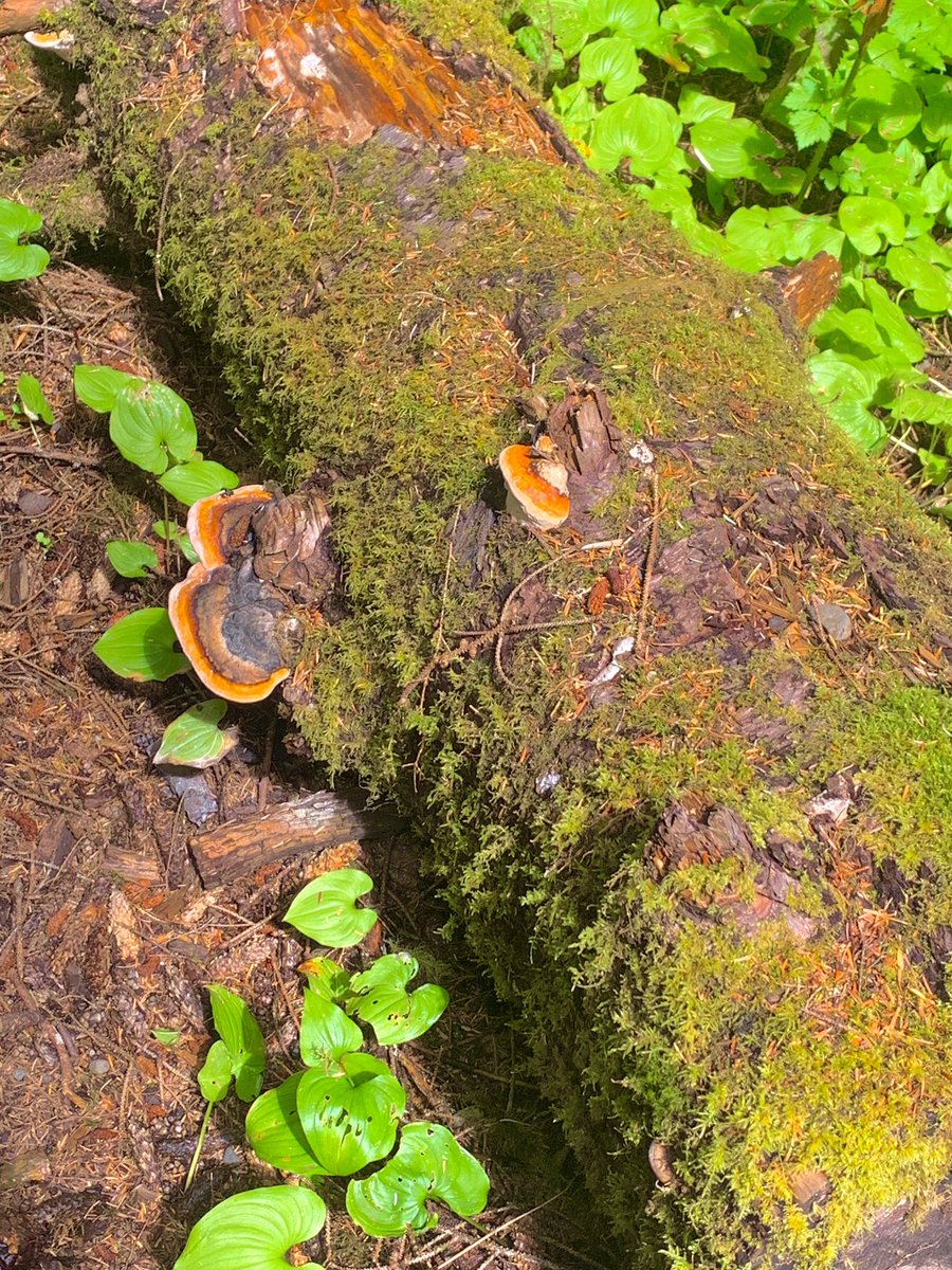 emmalyce_'s tweet photo. just the fungi trees and me https://t.co/ep63uLfVLg