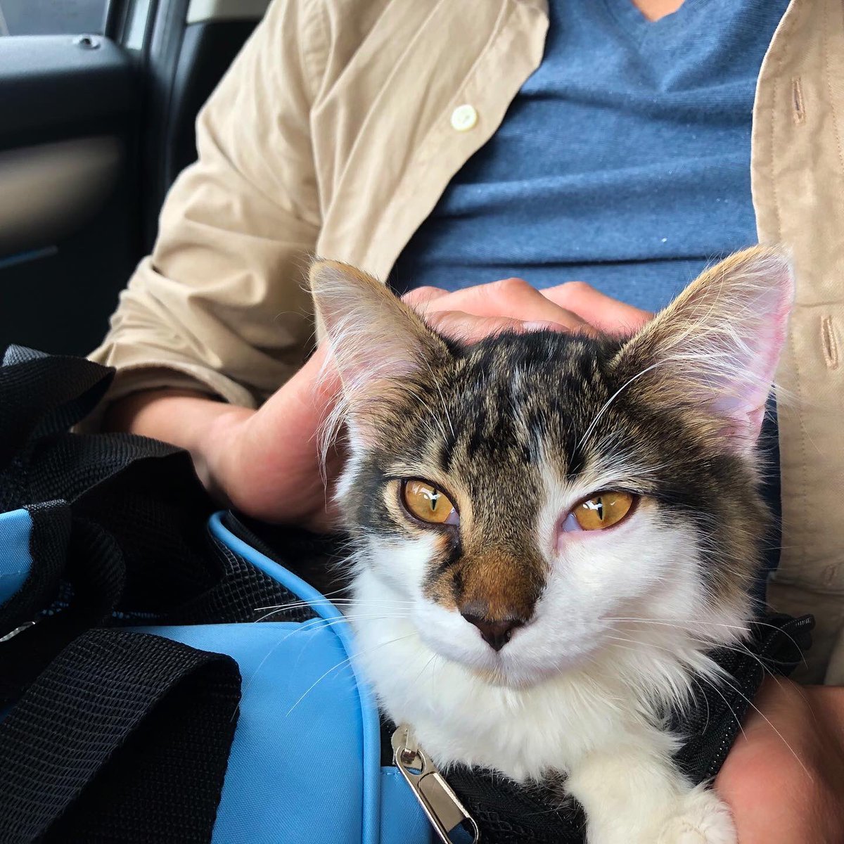HCNg_Bris's tweet photo. Say hello to “Toffee”~
Fetched this little cutie all the way from Birmingham to Bristol, glad that she didn’t have a problem traveling by car. #travelingkitty #kittydiary #toffeediary #catinthehouse #kitty #livingwithcat #dailylifewithcat #catdailylife https://t.co/iixECQWkWt