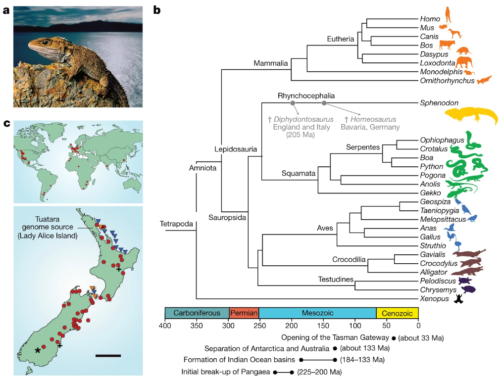 ゆきまさかずよし En Twitter Tuatara ムカシトカゲ のゲノム分析 T Co M9x8ykaber 有羊膜類 爬虫類 哺乳類 の進化や分岐 鳥や哺乳類に進化した系統樹 いまは存在しない属 を知るうえで重要なのだそうだ 反復が多くてdnaサイズは人間より多い 一応は 爬虫類