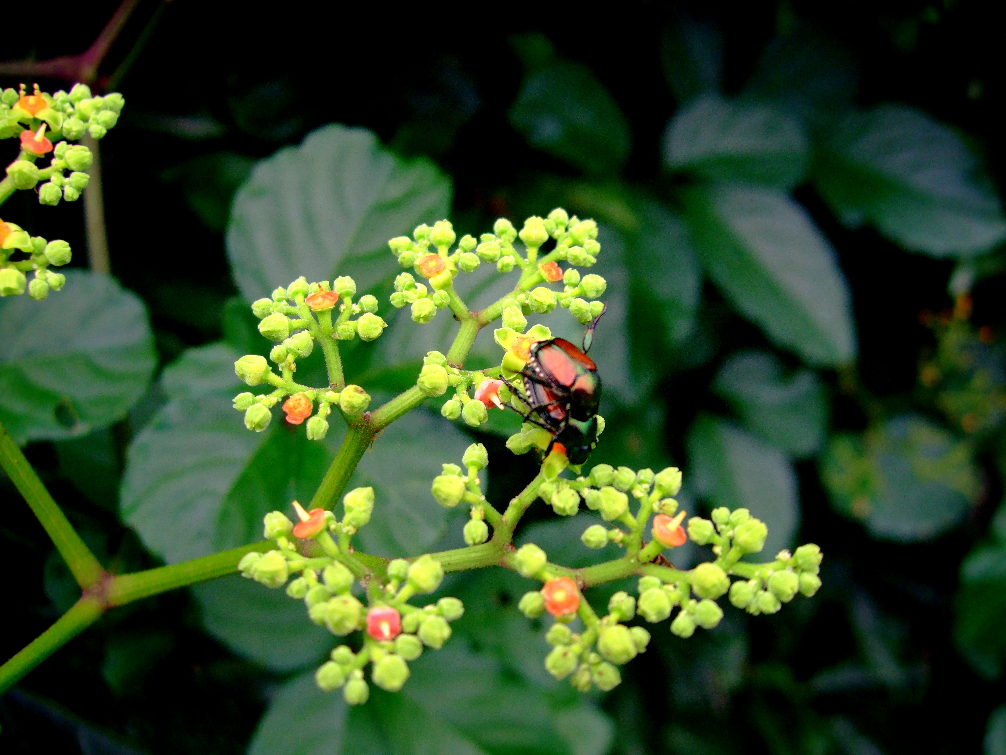 爽楽 75 おはようございます 今日も良い一日でありますように 類は友を呼び 厄介者に集まる虫たち 不倫 ヤブガラシ 藪枯らし ビンボウカズラ 貧乏葛 花言葉 T Co Vbnezpj3zt Twitter