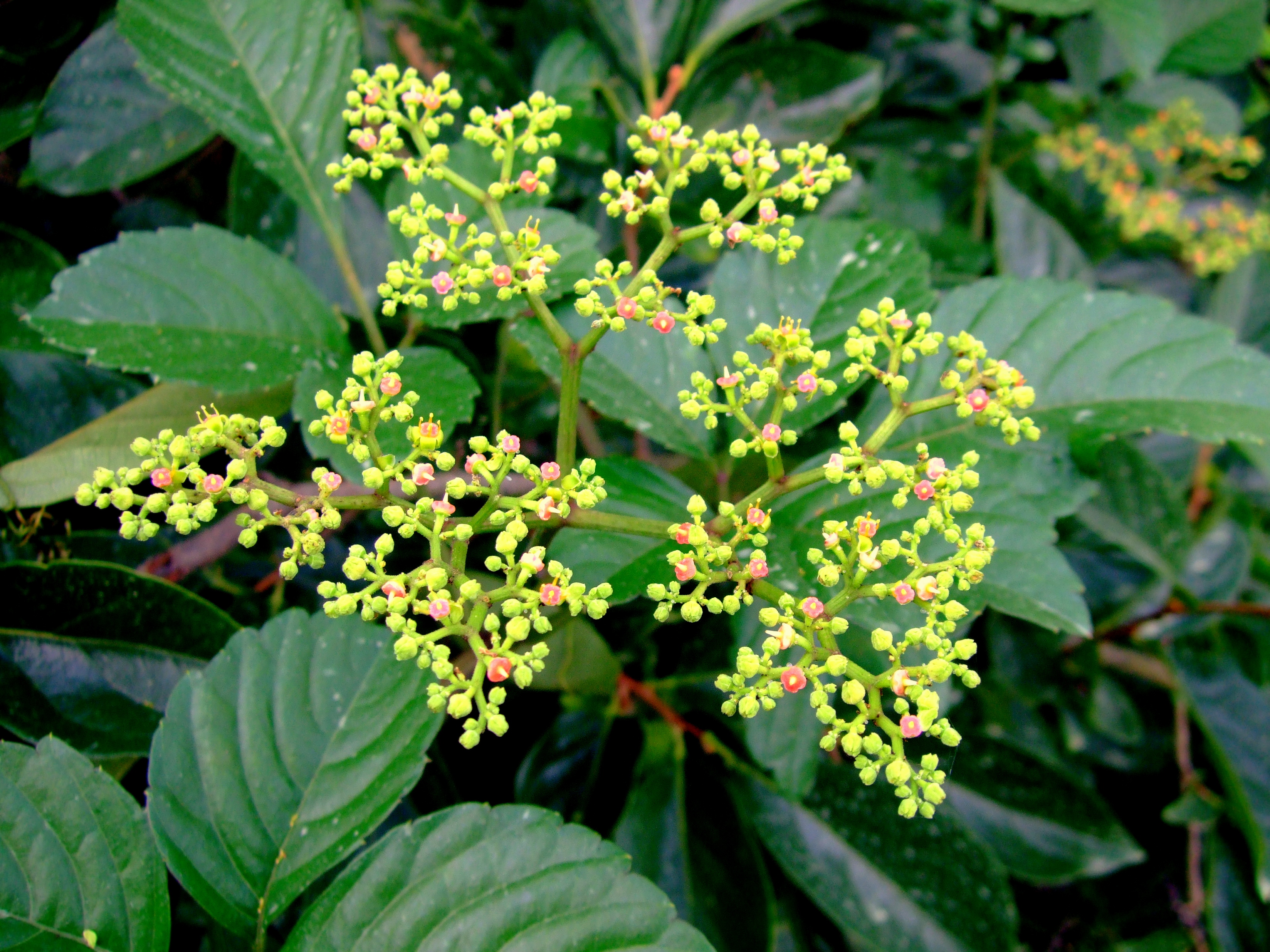 爽楽 75 おはようございます 今日も良い一日でありますように 類は友を呼び 厄介者に集まる虫たち 不倫 ヤブガラシ 藪枯らし ビンボウカズラ 貧乏葛 花言葉 T Co Vbnezpj3zt Twitter