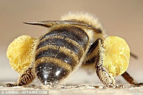 Green Pepper ミツバチの画像を見てたら足に黄色い団子をくっ付けてるので一体これは何だろう と思い調べてみると ビーポーレン 英 Bee Pollen と言って花粉を丸めたもので 後脚の 花粉かご と言う部分に付けて巣に運び食糧とするんだとか 脚に