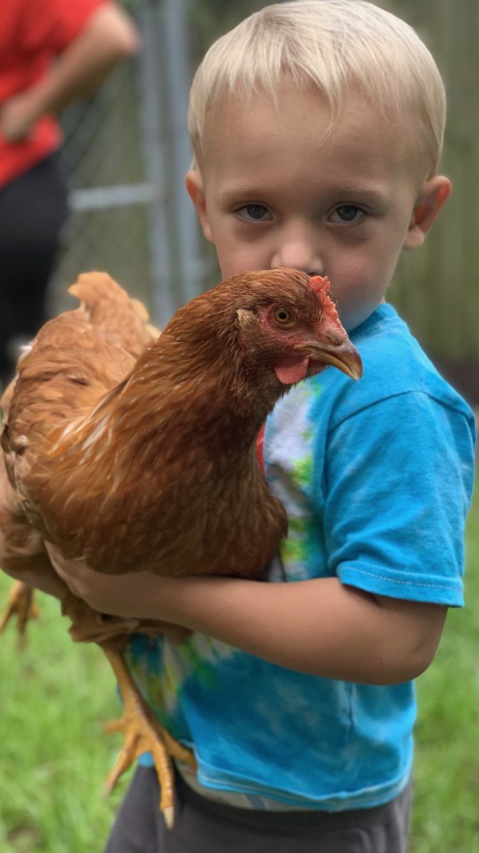 sleecass's tweet photo. ⁦@SalVulcano⁩ How are you going to let my two year old son, stare you down, silently calling you a sissy...... don’t be intimidated by the chicken ⁦@jamessmurray⁩ ⁦@Joe_Gatto⁩ ⁦@BQQuinn⁩ https://t.co/lOIpQyODLr