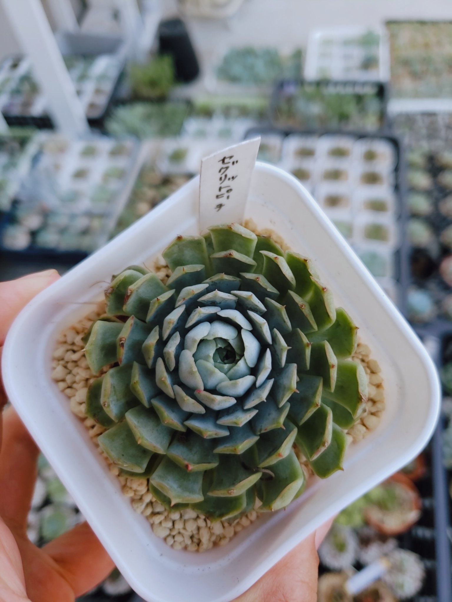 造花♪多肉植物と小花♪ これは昨年の12月のワークショップで 参加者さんと一緒に作った