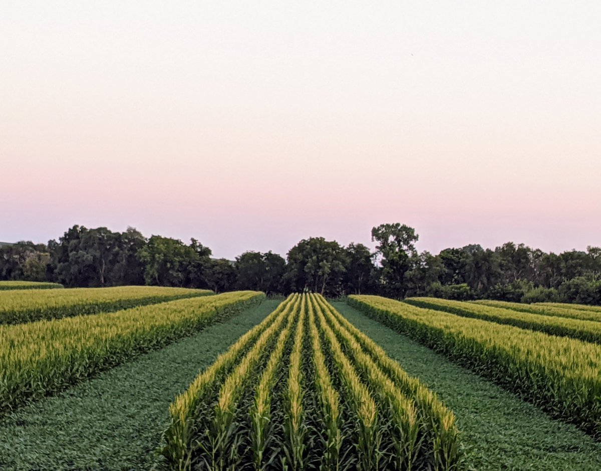 A farmers most important job is to manage one amazing process = photosynthesis