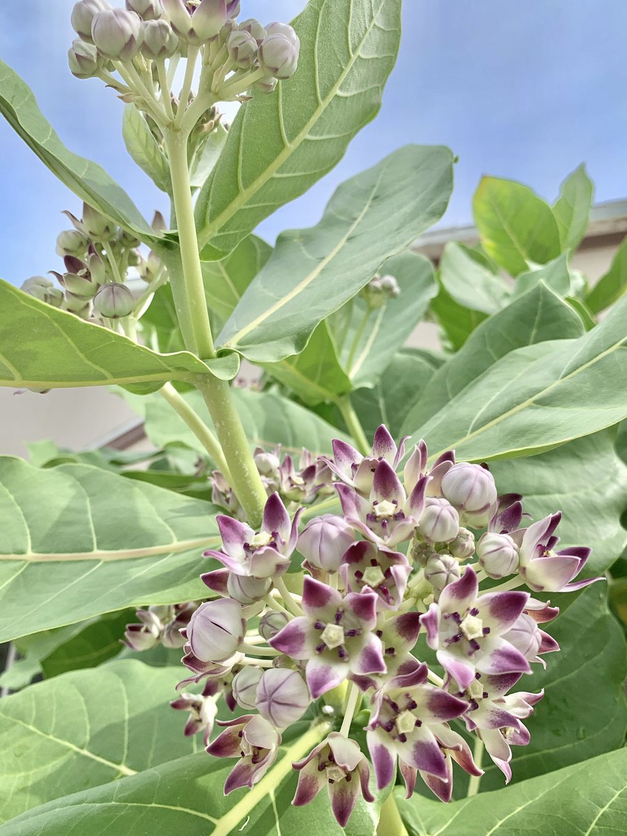 simonescott345's tweet photo. Wild flowers in Spot Bay. #wildflowers #frenchcottonmilkweed #lantanacamaraflowers #spotbay #caymanbrac #caymanislands #Flowers https://t.co/d2w80hXgc5