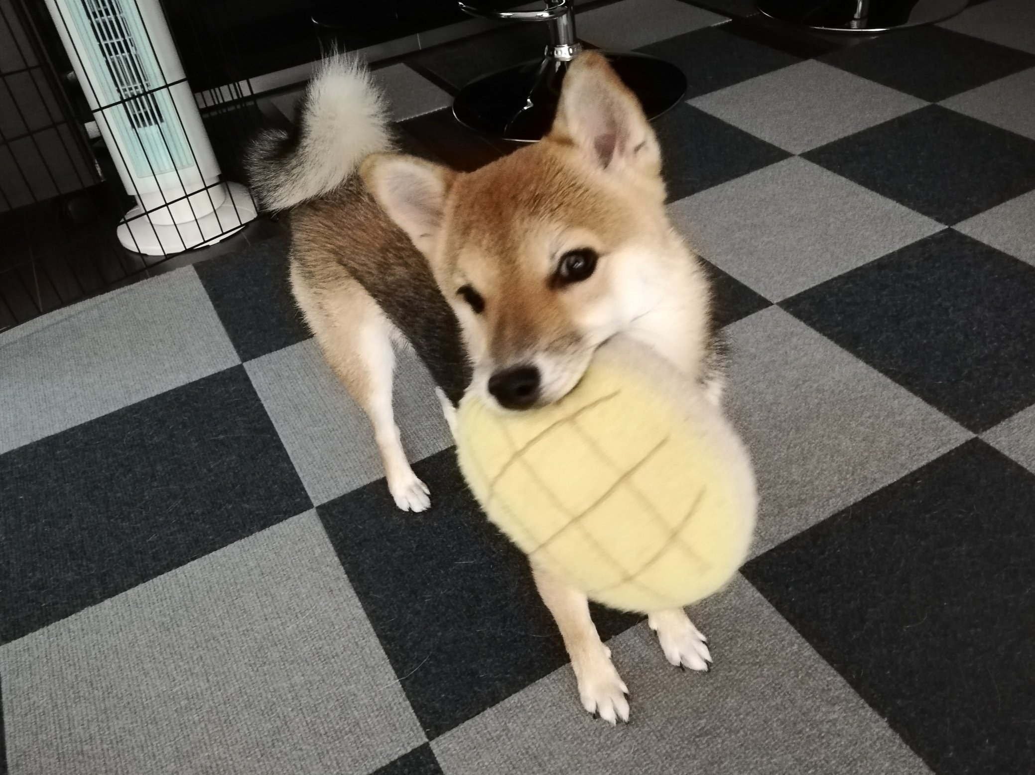 豆柴koto音 今日もメロンパン 豆柴 ことね 柴犬 メロンパン犬 T Co Movhcl3vfy Twitter
