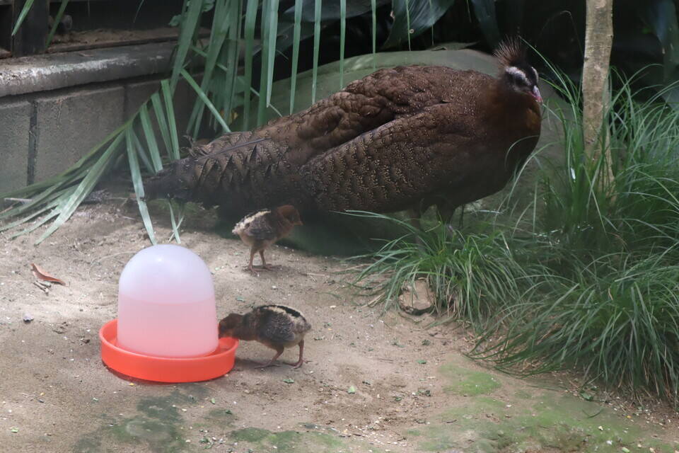 公式 横浜市立よこはま動物園 ズーラシア V Twitter カンムリセイランひなっこ成長記 2 詳細はこちら T Co Adocfmsmxo