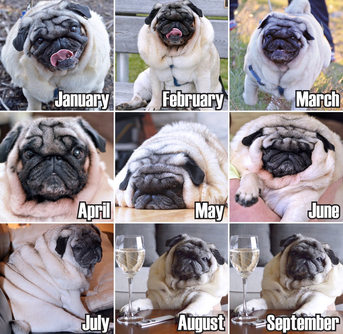 mypugboo's tweet photo. Boo 2020 #pug #puglife #ballofboo #dotheboo #pugs #dailyboo #pugworld #barkpost #pugloversclub #9gag
ππ» https://t.co/T43wx6WEq2