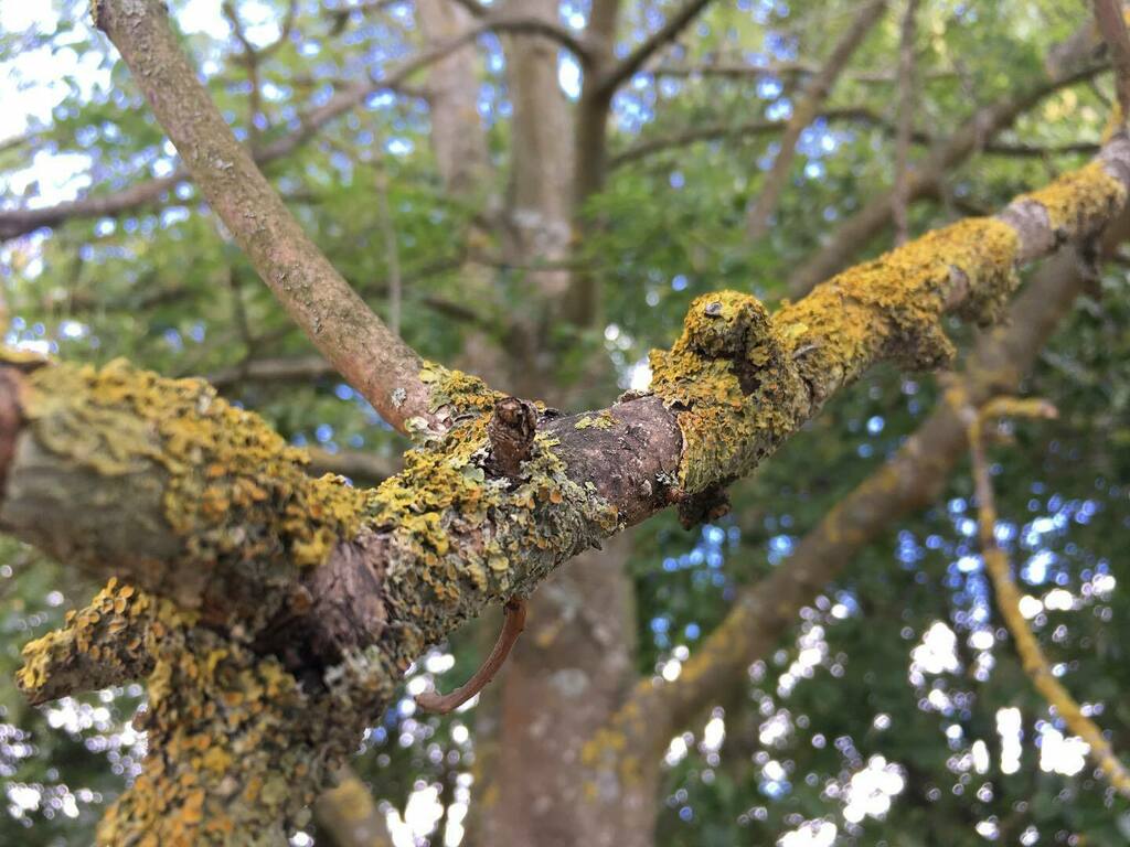 soshanau's tweet photo. I lichen you very much ππ³ #sorrynotsorry #illgetmycoat #lichen #trees #dadpuns #badpuns #puns #hamptoncourt #bargewalk #bargewalkkingston #lookup #texture #texturehuntergatherer #texturehunter https://t.co/cQbOJ5jPPp https://t.co/6oKA0GDtl1