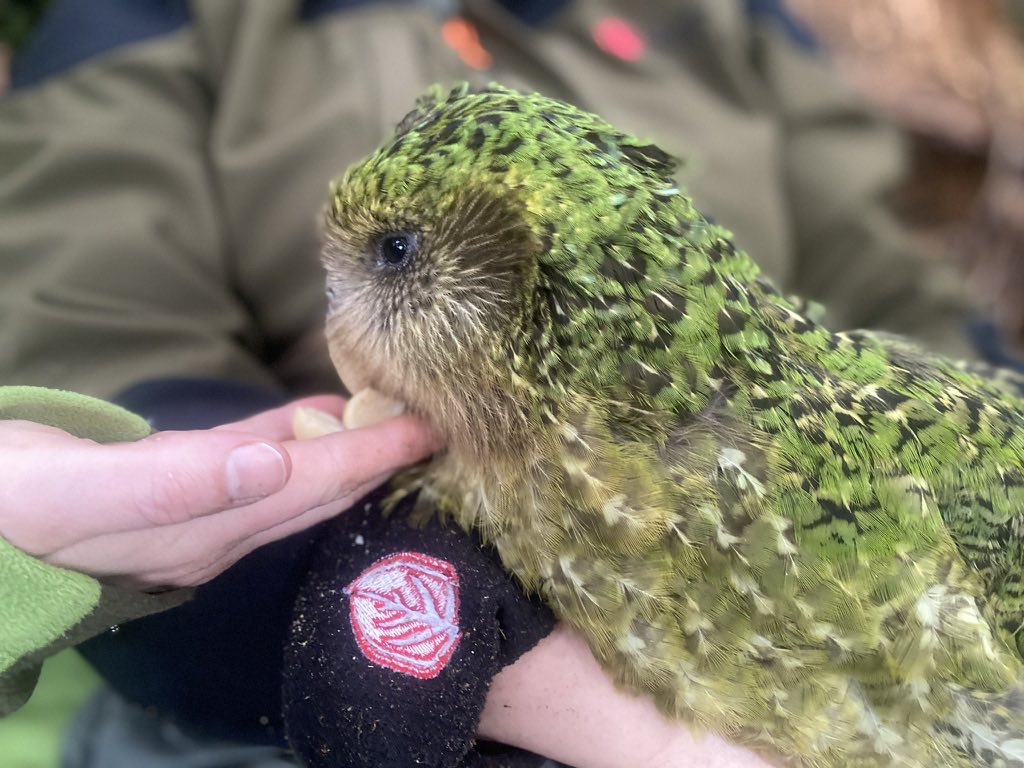 takapodigs's tweet photo. Very wet on Whenua Hou today, so no #kakapo catching (we don't handle them in the wet). But here's Kohitatea from yesterday, having a post-capture macadamia treat. #conservation #parrots https://t.co/U0K803uNZP